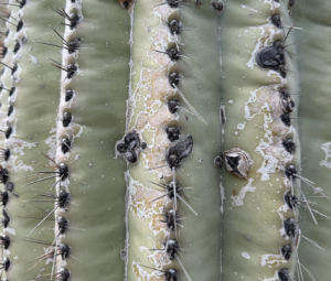 A close up of cactus skin